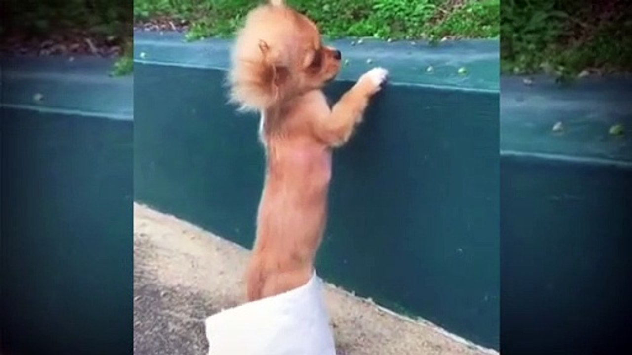Funny dog video new #Dog's funny - video Dailymotion
