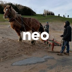 Au Pays basque, un cheval de trait nettoie les plages