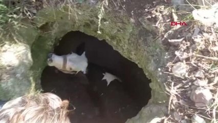 KAYIP İNEK KUYUDA BULUNDU, OPERASYONLA KURTARILDI