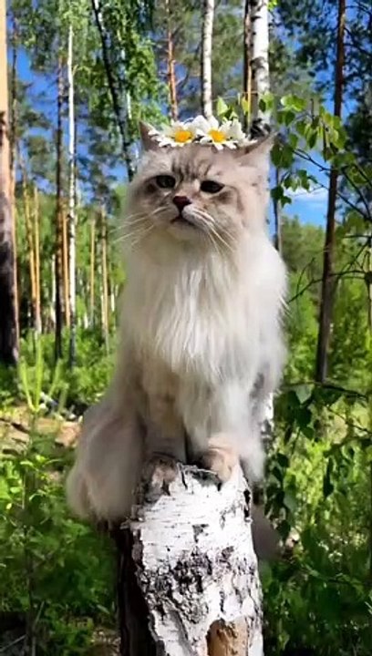 Beautiful cat videos