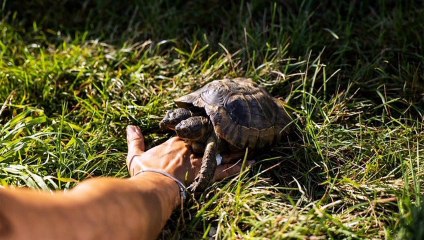 Two-headed tortoise is turning 25 years old with a special celebration