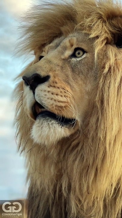 lion in forest fight, the strongest lion pride,lion in forest hunting,  the lion in the forest goes roar, catching lion in forest, lions are sitting on a sled, lion hunter killed by lion, lion roar in forest, lion in forest fight, lion roar sound