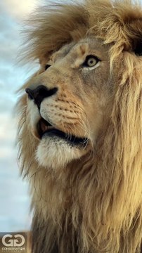 lion in forest fight, the strongest lion pride,lion in forest hunting, the lion in the forest goes roar, catching lion in forest, lions are sitting on a sled, lion hunter killed by lion, lion roar in forest, lion in forest fight, lion roar sound