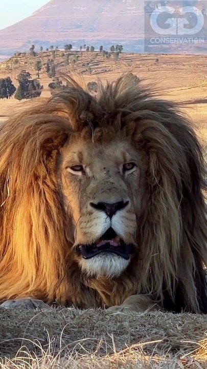 lion in forest fight, the strongest lion pride , the strongest lion pride,lion in forest hunting,  the lion in the forest goes roar, catching lion in forest, lions are sitting on a sled, lion hunter killed by lion, lion roar in forest, lion in forest figh