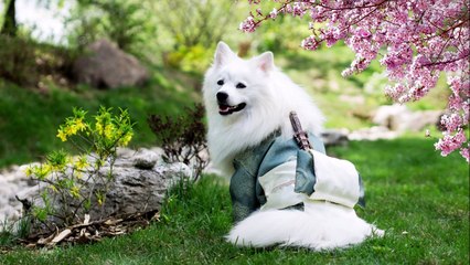 Cute_(Animals)_|_Free_Background_Music_|_Free-Safe_Vlog_Music_|