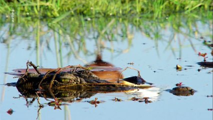 Okawango - Fluss der Träume Staffel 1 Folge 1 HD Deutsch