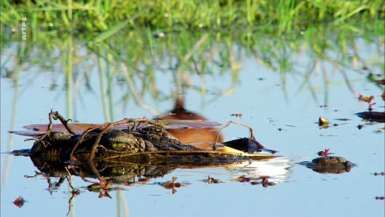 Okawango - Fluss der Träume Staffel 1 Folge 1 HD Deutsch