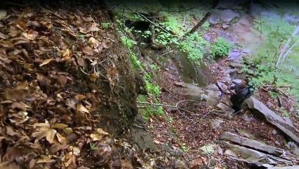 Bear Grylls Stars am Limit Staffel 1 Folge 1 HD Deutsch