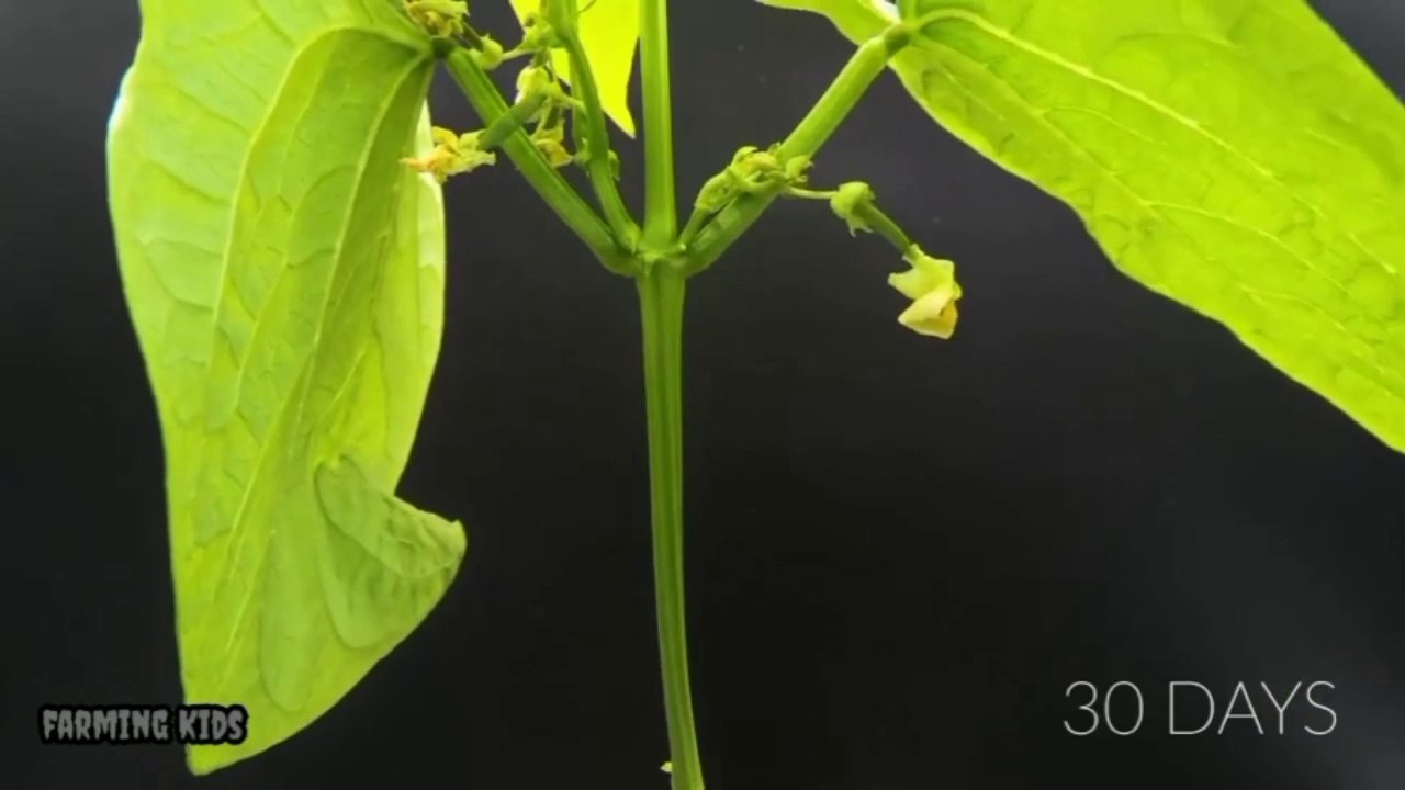 keajaiban dari kacang kedelai saat tumbuh