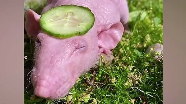 Hairless Rat Enjoys a Day Spa - Animals Relaxing #7