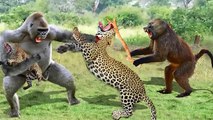 OMG!!! Crazy Monkeys Attacks Leopard Family - Crocodile King Goes Ashore To Hunt Monkey Family