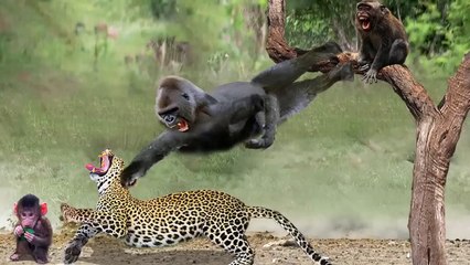 Amazing!! Monkey Flew Down And Punched The Leopard In The Mouth Because He dared To Attack His Child