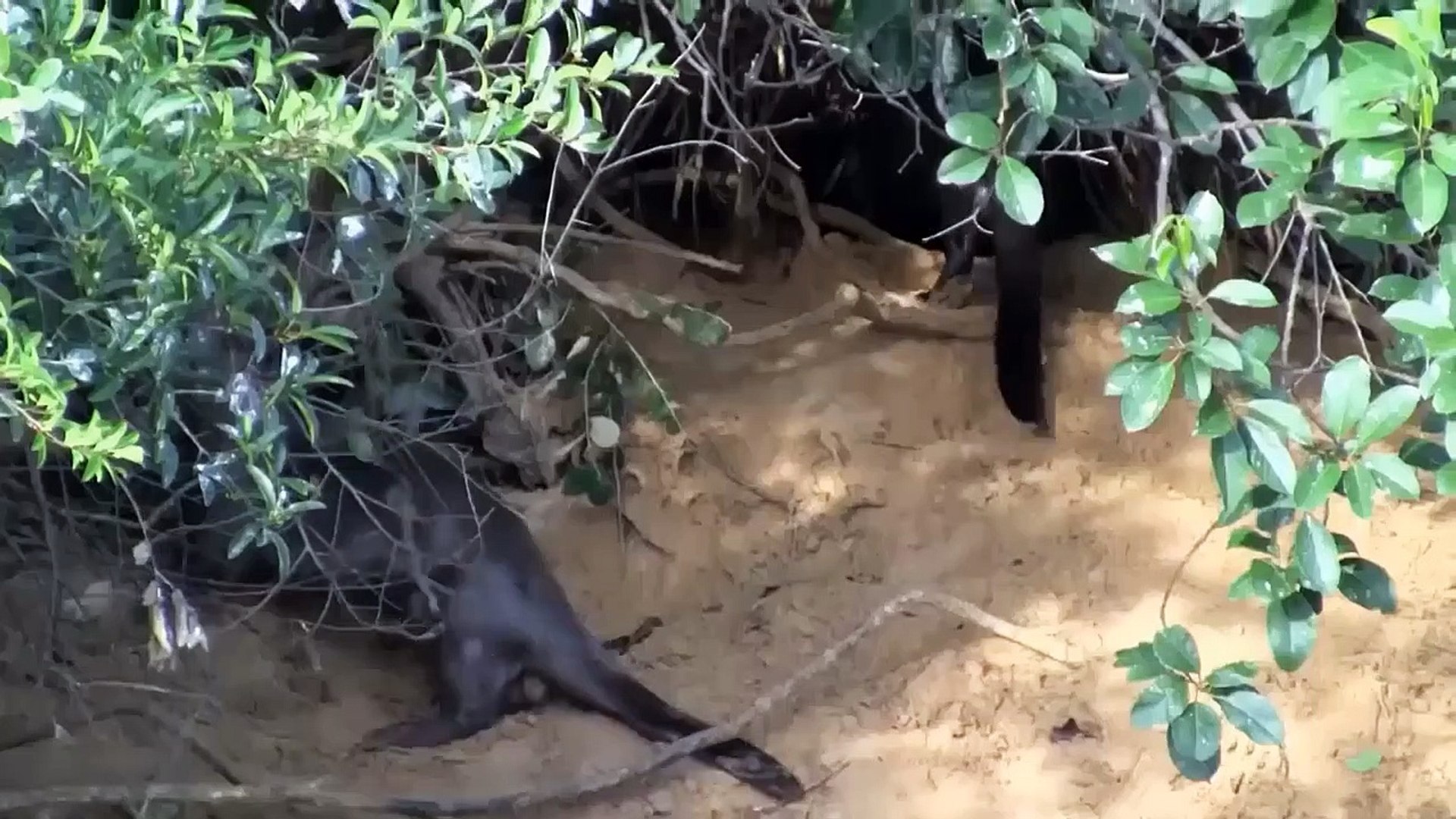 ⁣Leopards Risked Their Lives To Take Otter Territory And Got Punched By Otters Without Missing A Beat
