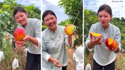 Chinese girl eat sweet mango | Amazing fruit mango | Chinese mango | red mango | wow video | Video 2022