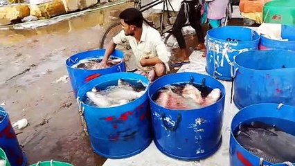 Hand Fishing | Drum Fishing | Tray Fishing | Amazing Fishing
