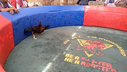 ALI 347 SI GABUD KUNING 3KG