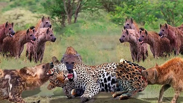 OMG!!! Angry hyenas take turns biting leopards for daring to catch cubs - hyena vs leopard, lion...