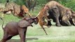 The giant elephant madly chased and killed the leopard mercilessly - elephant vs leopard, lion, cro