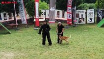 Belgian Malinois Attack Training 2020 (Extreme Attacks)