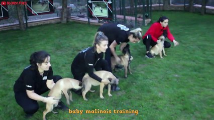 Belgian Malinois Puppies Attack & Bite Training