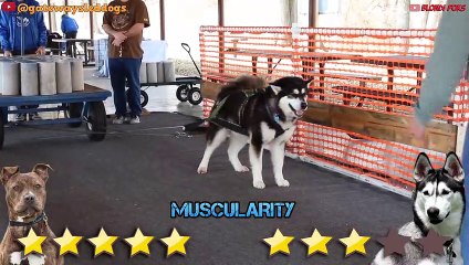 Pitbull VS Husky - Husky VS Pitbull - Blondi Foks