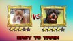 Pitbull VS Rottweiler - Rottweiler VS Pitbull - Blondi Foks