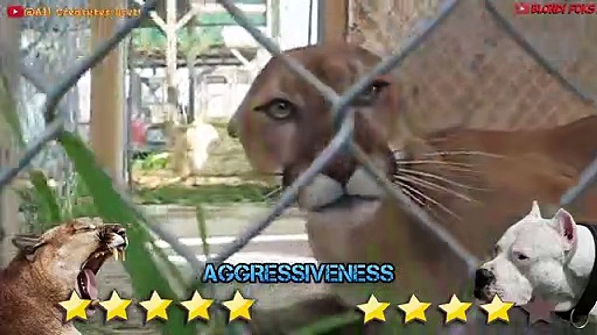 Dogo Argentino VS Mountain Lion Puma Cougar - Trained Dogo Dog VS Puma  Cougar Comparison - video Dailymotion