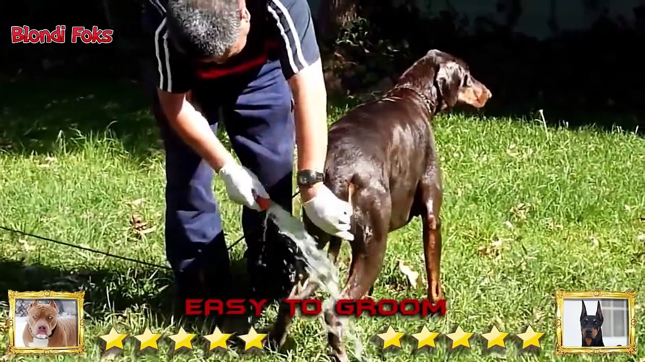 Pitbull VS Doberman - Doberman VS Pitbull - Blondi Foks