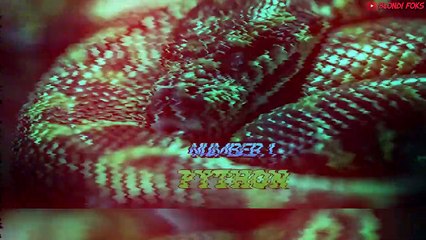 Top 7 Most Dangerous Snakes That Can Kill Lion Easily in The World - Blondi Foks