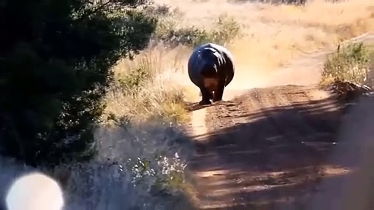 Battle Between The King Of Beasts And The Mad Dog Pitbull - The Hunts Of The Lion King