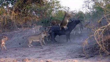 Amazing!!! Synthesize Battles Between Buffalo And Lion - Victory Or Defeat In ocmbat Skills