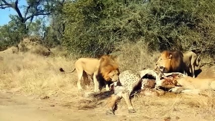Pain!!! The Lion King Had To Pay A Heavy Price When He Threatened To Chase The Baby Giraffe