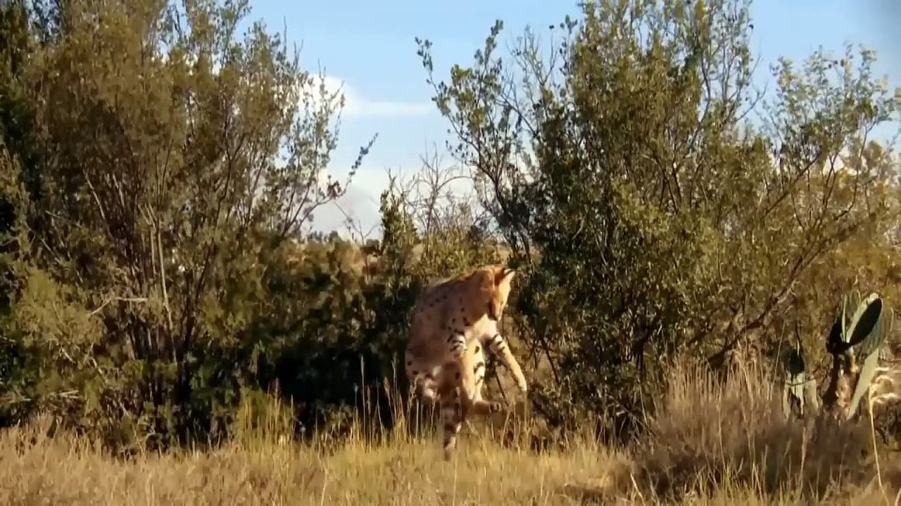 The Lynx Is Suddenly Attacked - The Ending Is Too Expensive For Venomous Snake - Lynx vs Snake