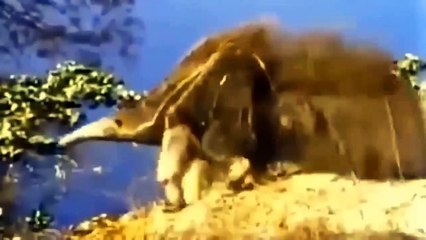 The Ending Was Too Painful For The Jaguar Trying To Chase The Anteater - Leopards' Hunts