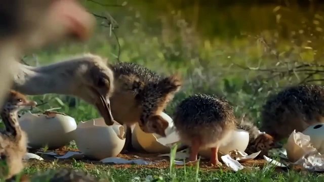 Amazing!!! The Leopards In Vain Attacks The Ostrich Under The Protection Of The Maasai Tribe