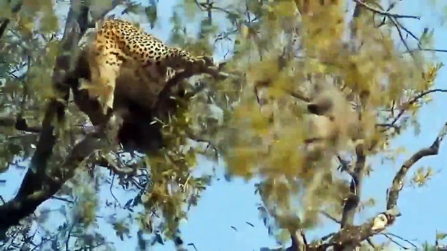 What Happens When The Speed King Goes Hunting - Leopard Vs Wildebeests , Leopard Vs Monkey, Boar