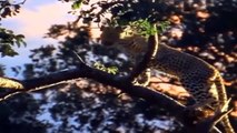 Leopards Can Only Stand And Watch Hyenas Blatantly Fighting For Their Prey - Lion Vs Hyenas