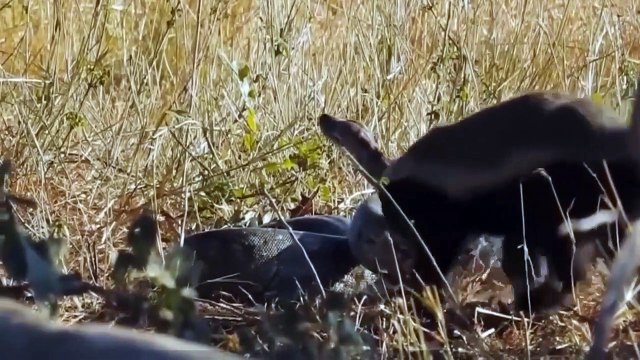 The Blatant Honey Badger Is Not Afraid Of Anyone - Blatantly Stealing The Jackal's Delicious Food