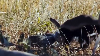 The Blatant Honey Badger Is Not Afraid Of Anyone - Blatantly Stealing The Jackal's Delicious Food