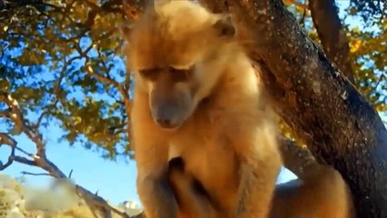 The Lion King Chased The Cubs That Were Attacked By The Mother bear - Lion Vs Bear