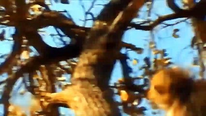 Leopards And Pythons Joined Forces To Attack The Hedgehog But Failed And Received Too High A Price