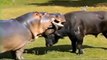 So Crazy!!! Crazy Buffalo Wading In The Water To Find Hippo Attack Revenge - Buffalo Vs Hippo