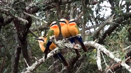 The King Of The Forest Was Helpless Before The Madness Of The Buffalo Herd - Tiger Vs Buffalo