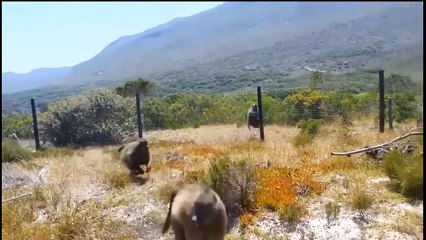 Synthesis Of Funny Animal Scenes 2022 - Tragic Electric Shocks Of Wild Animals