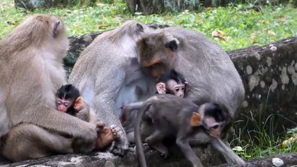 OMG!!! War Of Cold Blooded Animals - The Unequal Battle Of The Lion King Vs The Speed King