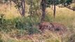 Revenge!!! Wild Boar Family Attacked By Leopards - Wild Boars Seek Revenge On Leopards