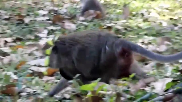 Cold Blooded Hunt!!! Giant Crocodiles Come Ashore To Attack All Species - Crocodile Vs Giraffe, Lion