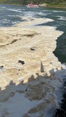 Le canard se libère de la mousse - Buzz Buddy