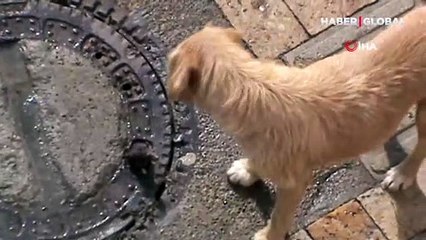 Farenin fazla kilosu başına dert oldu