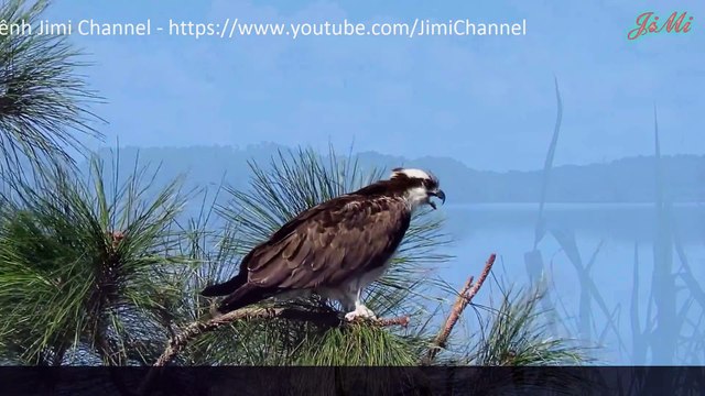 Đại Bàng Và Ó Cá | Xung Đột Của Những Sát Thủ Săn Mồi Vùng Sông Nước